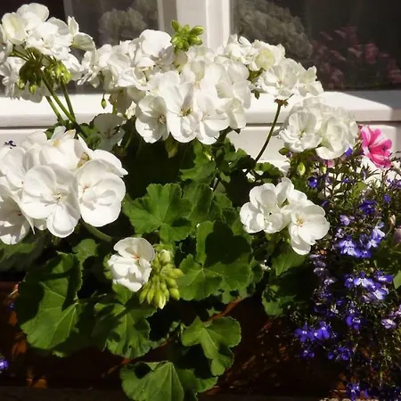 アパート カーサ フュッセン